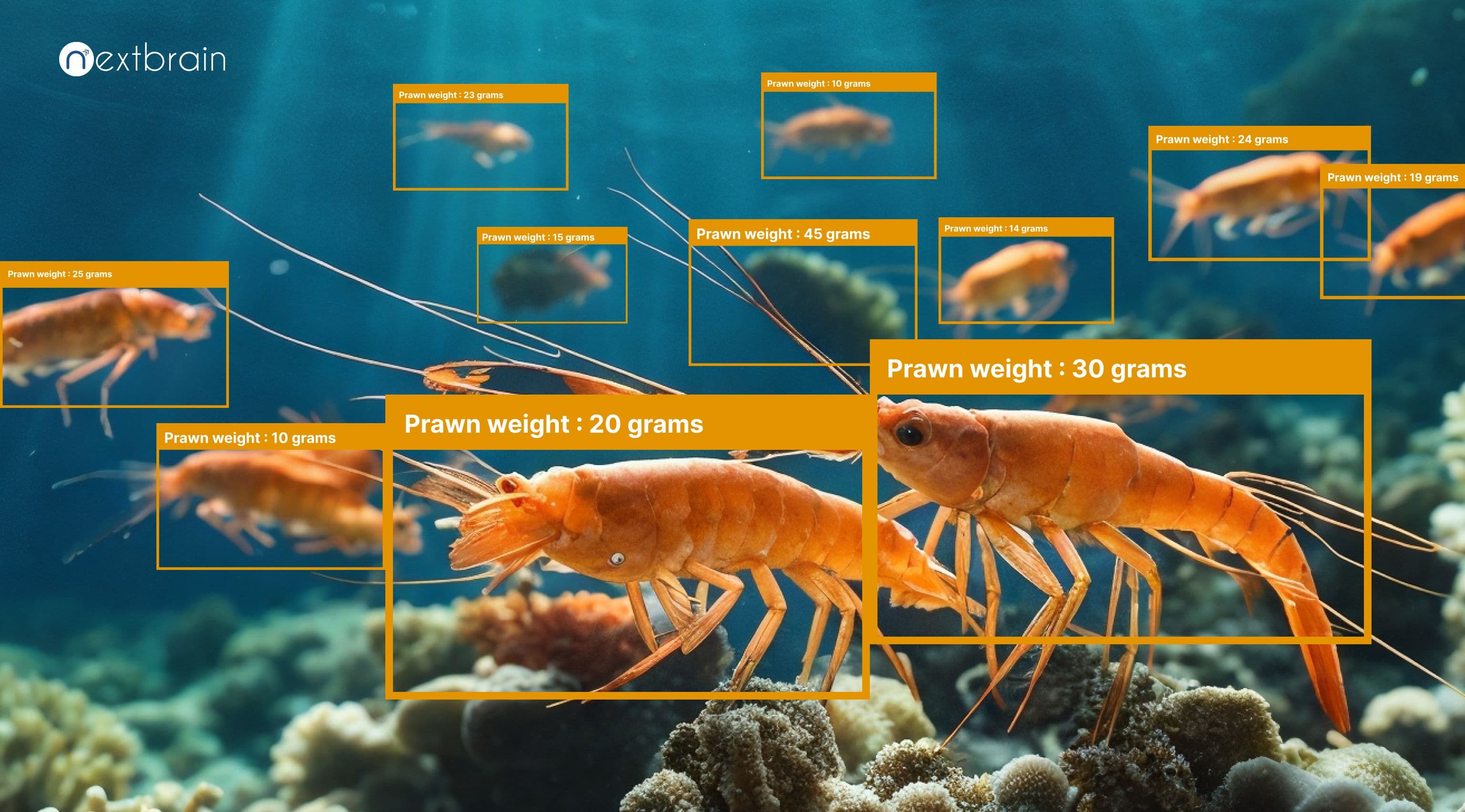 leveraging-computer-vision-ai-for-fish-and-prawn-farms-in-aquaculture-ecosystem_img